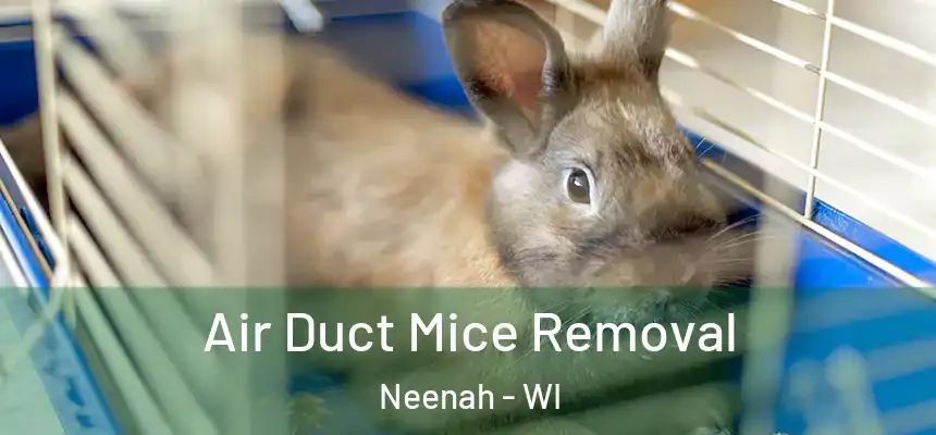  Air Duct Mice Removal Neenah - WI